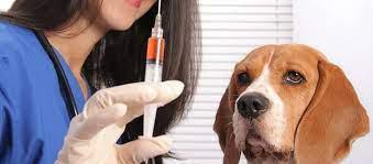 imagen vacunacion antirrabica 2