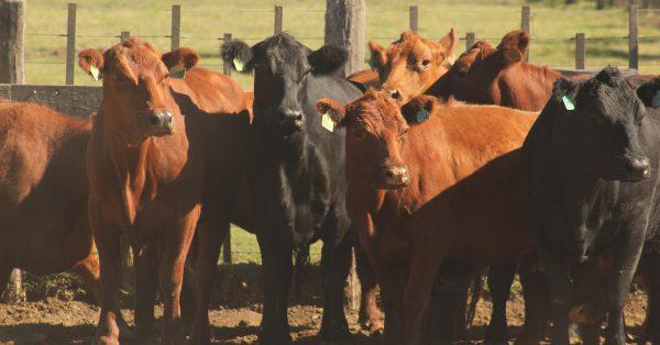 IMAGEN  ILUSTRACIÓN NOTA tODOS PERDIMOS