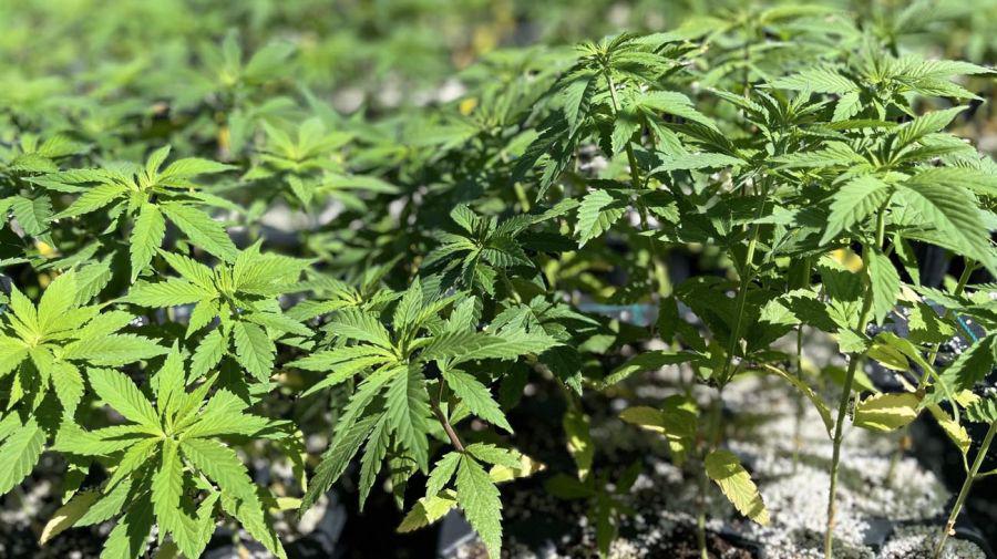 Imagen agrogenetica-la-rioja-cannabis 3