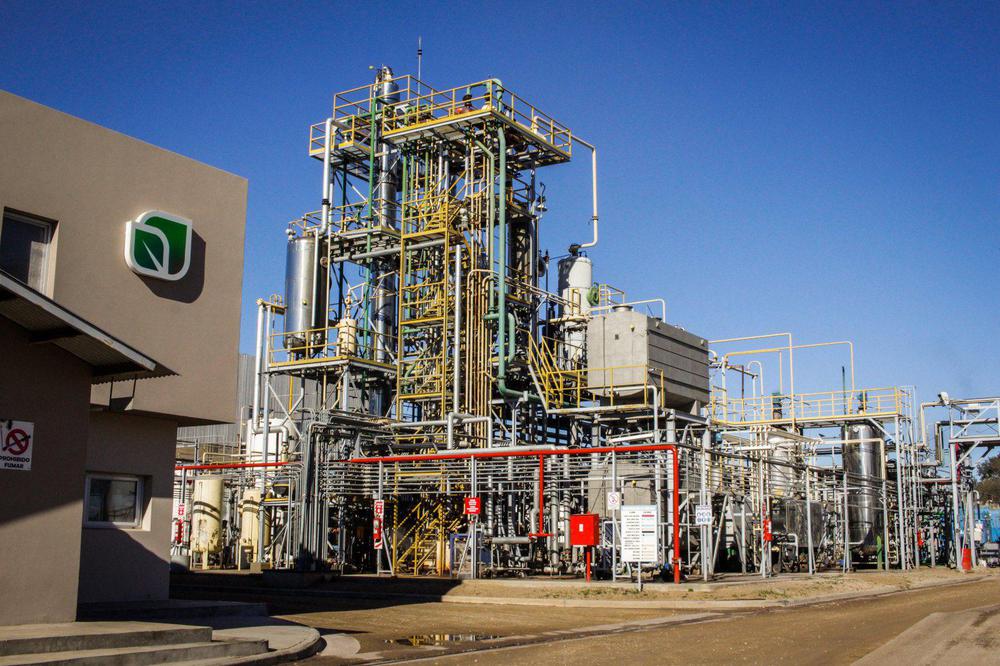 planta-ariparbio-Daireux