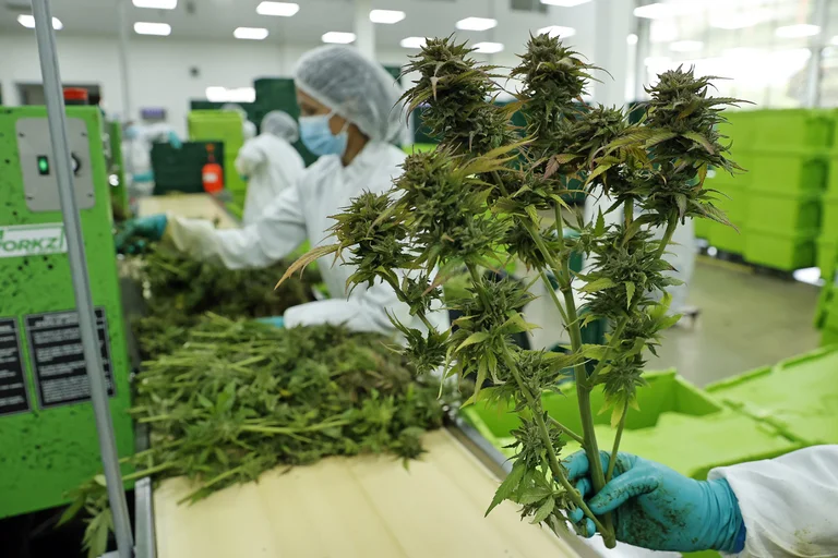 imagen cannabis conicet 3
