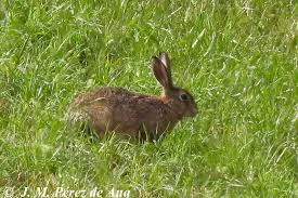 imagen liebre