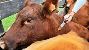 imagen vacunacion bovinos