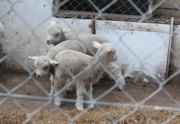 Screenshot_20251031_064719_WhatsApp