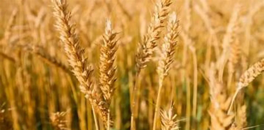 Screenshot_20260107_065134_M365 Copilot