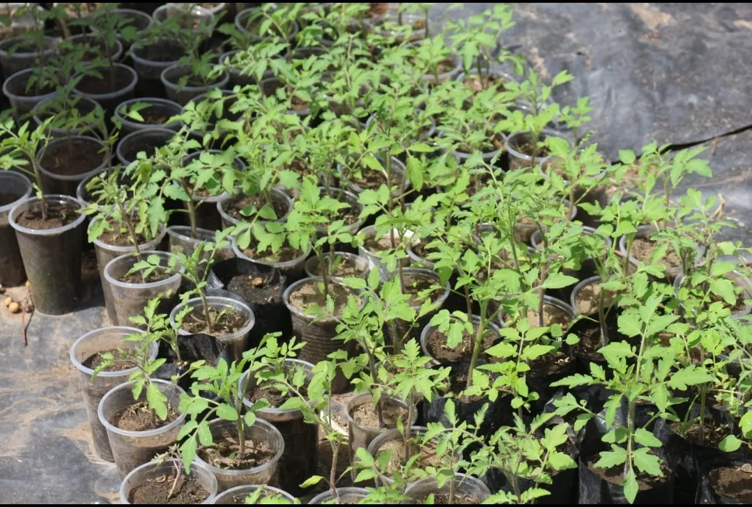 Screenshot_20241115-062936_WhatsApp