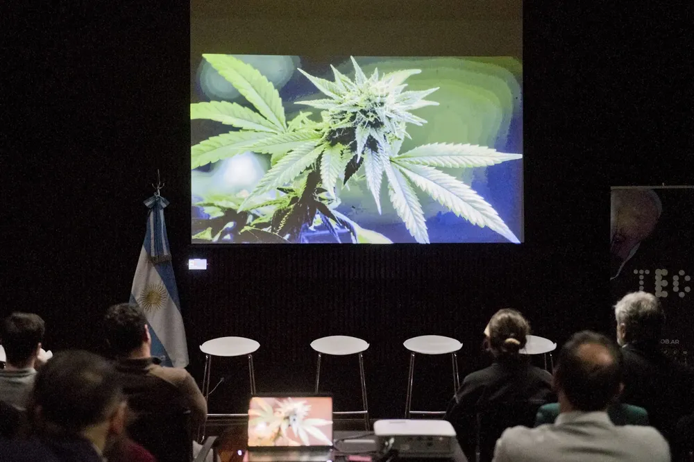 cannabis 2