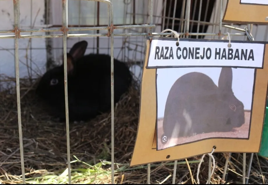 Screenshot_20241115-062751_WhatsApp