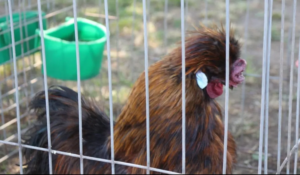 Screenshot_20241115-063254_WhatsApp