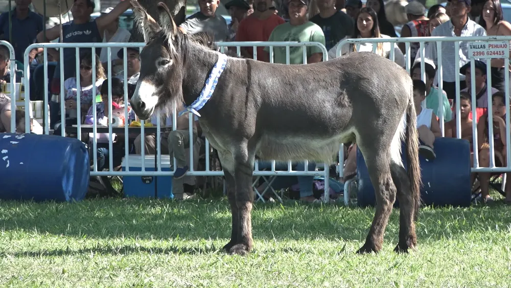 Clip0060.MXF.13_12_51_04.Imagen fija001