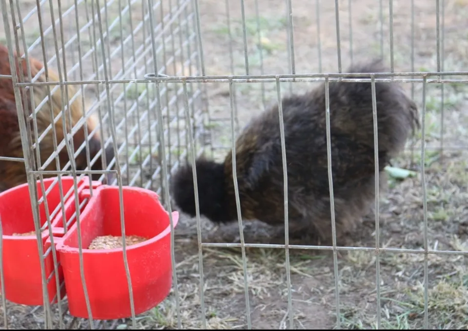 Screenshot_20241115-063306_WhatsApp