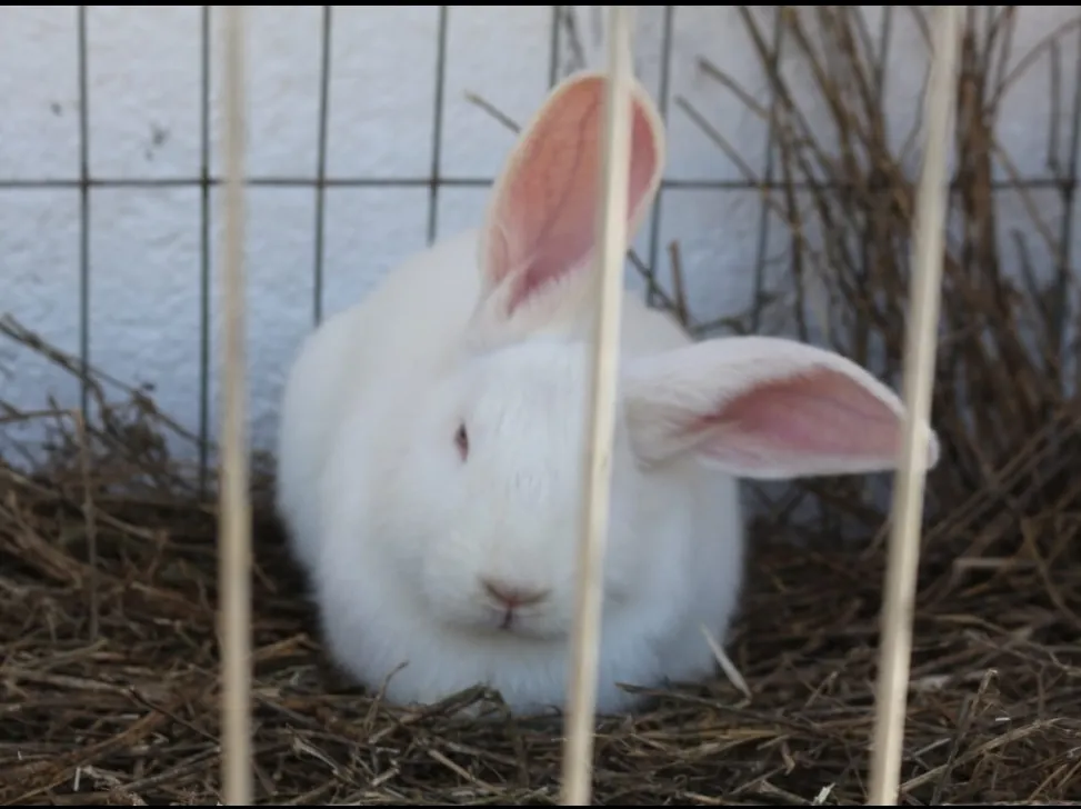 Screenshot_20241115-062812_WhatsApp