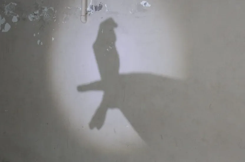 Screenshot_20250727-070756_WhatsApp