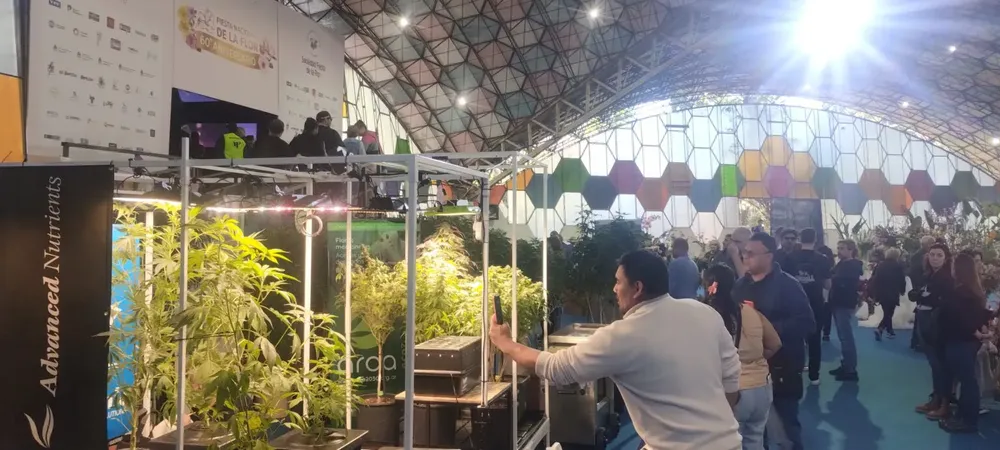 imagen portada cannabis