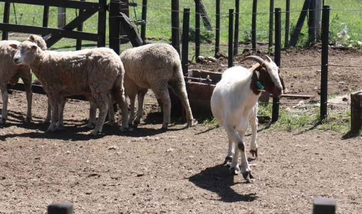 Screenshot_20241115-063109_WhatsApp