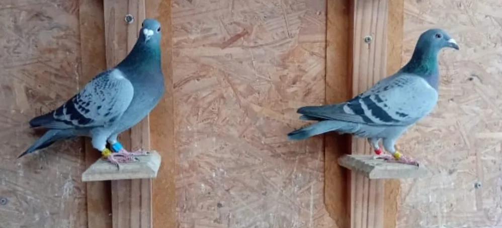 Screenshot_20250813-071344_WhatsApp