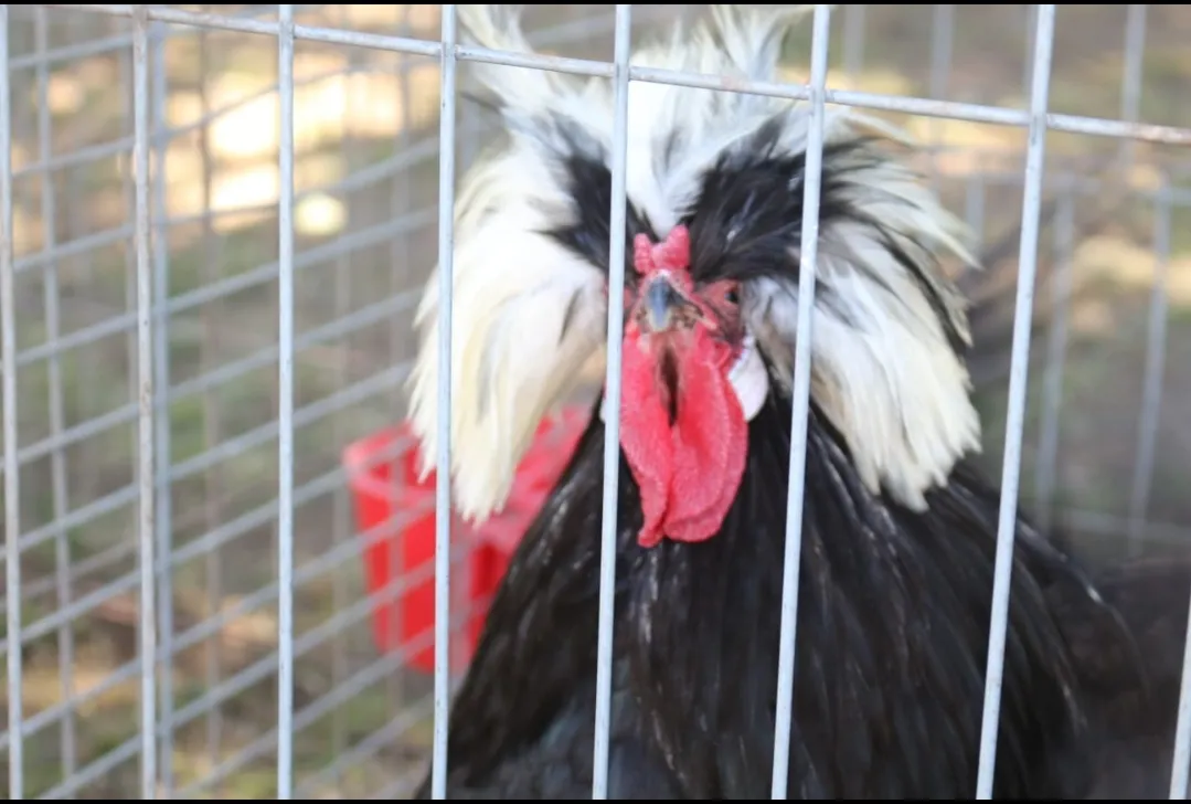 Screenshot_20241115-063243_WhatsApp