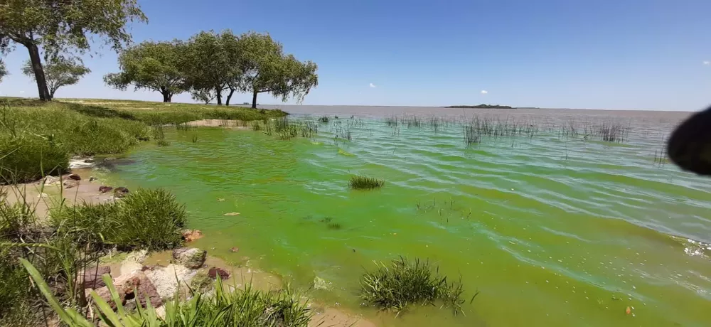 imagen cianobacterias