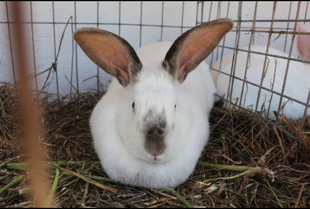 Screenshot_20241115-062720_WhatsApp