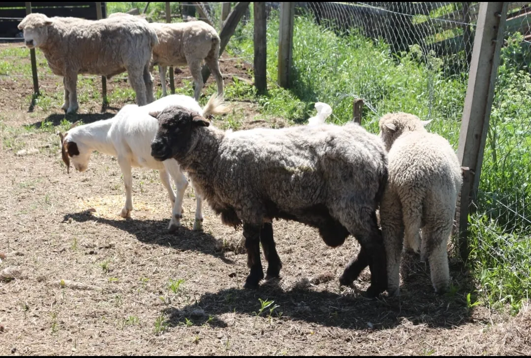 Screenshot_20241115-063119_WhatsApp