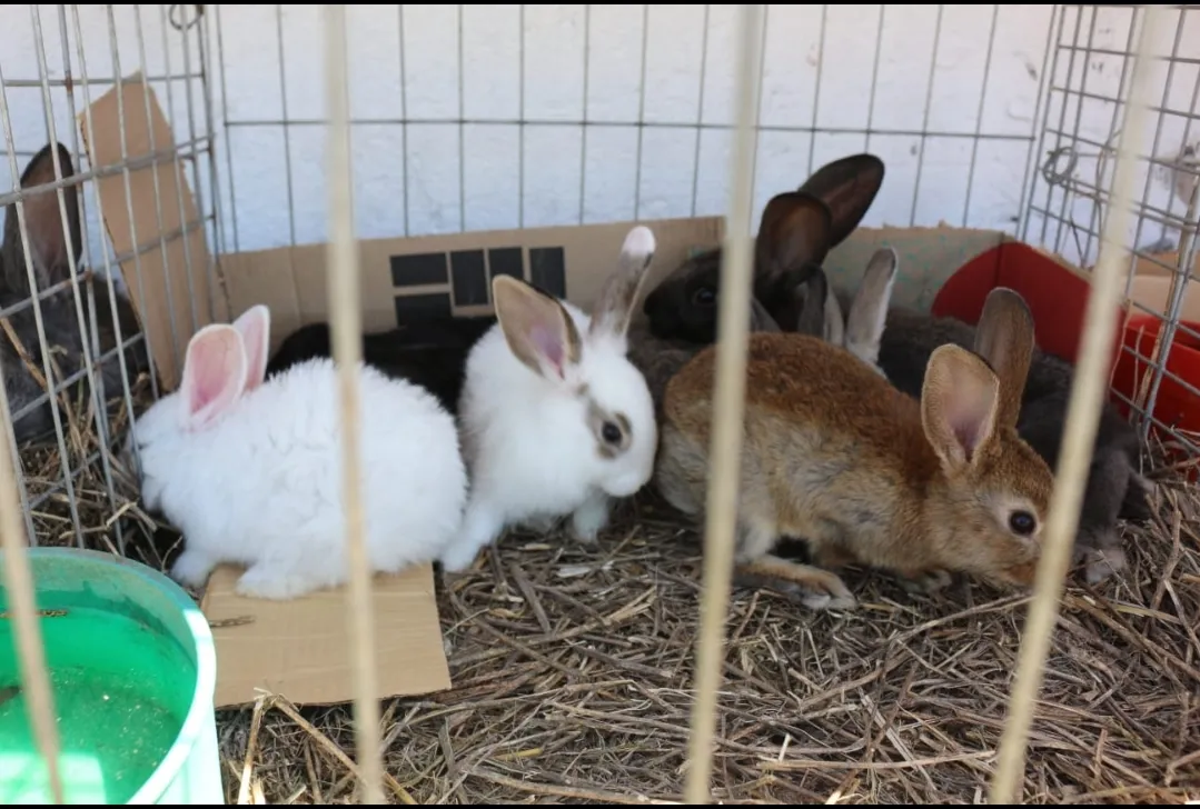 Screenshot_20241115-062800_WhatsApp