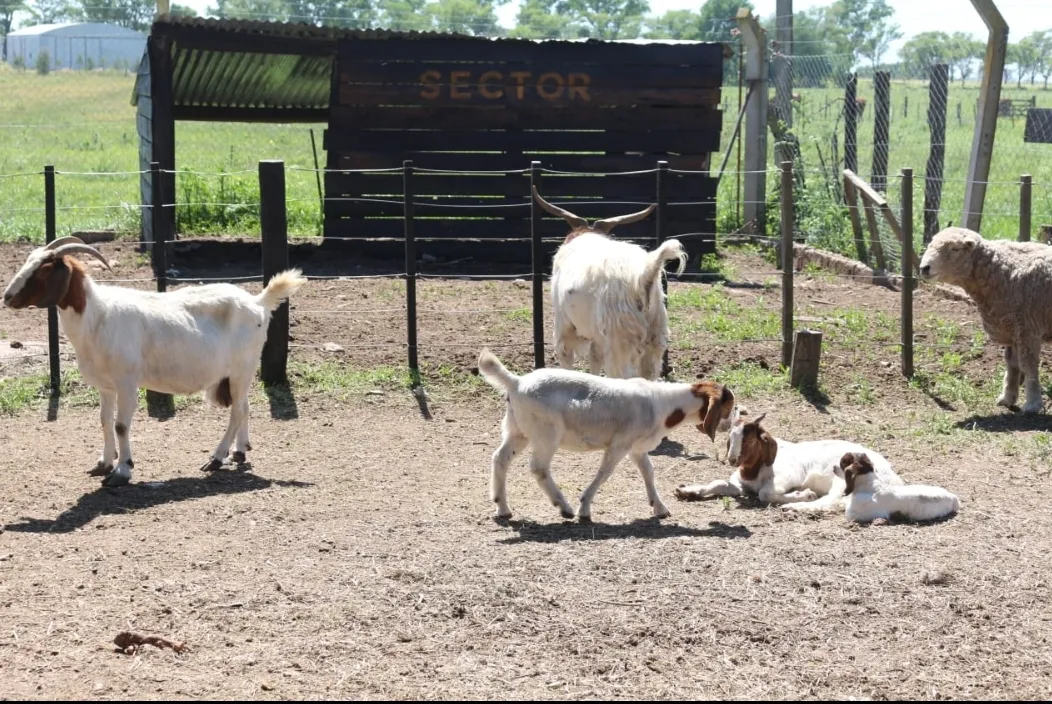 Screenshot_20241115-063145_WhatsApp