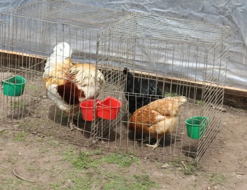 Screenshot_20251031_064801_WhatsApp