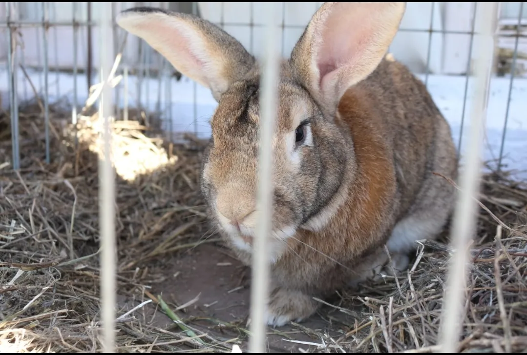 Screenshot_20241115-062730_WhatsApp