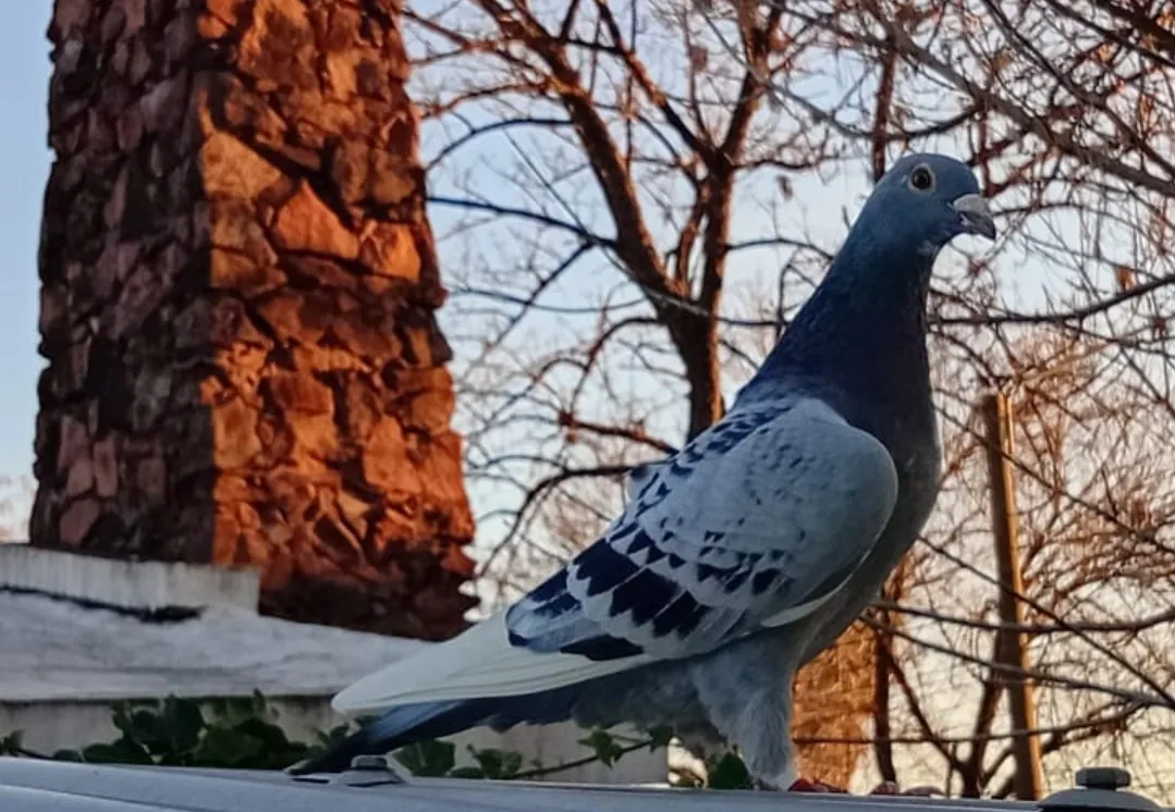 Screenshot_20250813-071326_WhatsApp