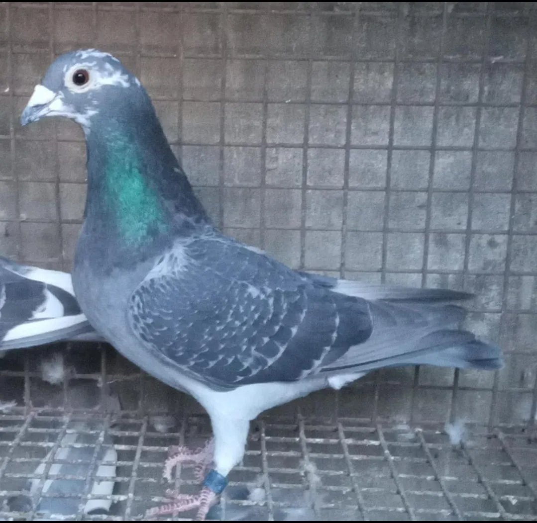 Screenshot_20250716-064633_WhatsApp