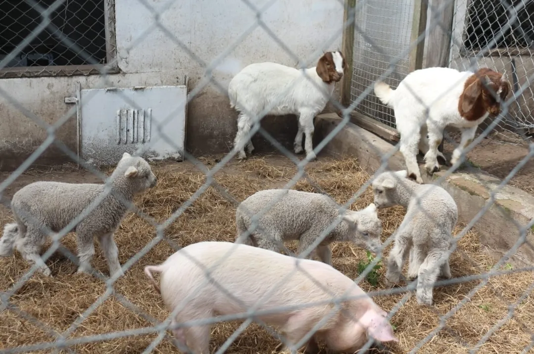 Screenshot_20251031_064704_WhatsApp