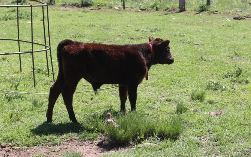 Screenshot_20241115-063040_WhatsApp