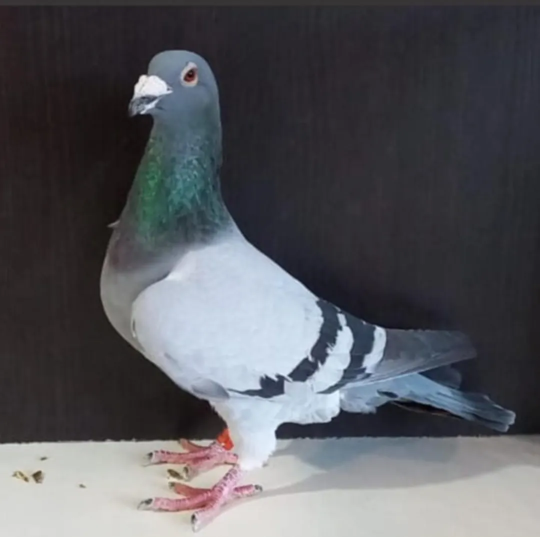 Screenshot_20250813-071307_WhatsApp