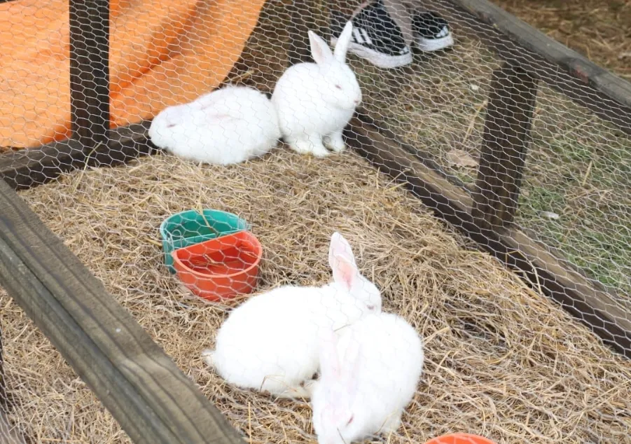 Screenshot_20251031_064913_WhatsApp