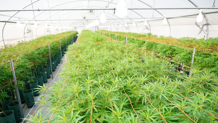 imagen cannabis 4