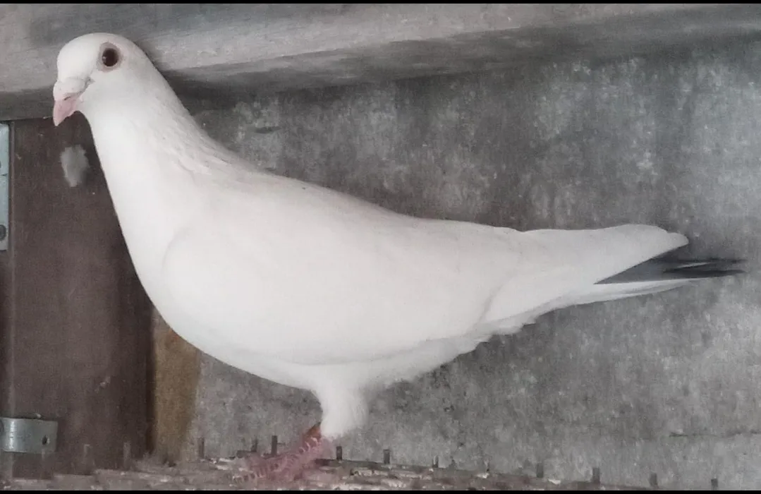 Screenshot_20250716-064624_WhatsApp