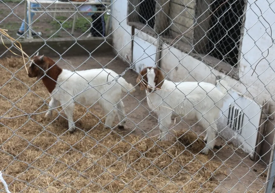 Screenshot_20251031_064742_WhatsApp